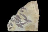 Fossil Fish (Gosiutichthys) Mortality Plate - Lake Gosiute #89992-6